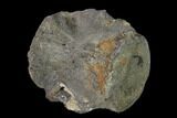 Fossil Whale Lumbar Vertebra - South Carolina #137581-3